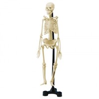 Edu-Toys - Mini Skeleton 46cm