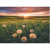 Ravensburger - Dandelions at Sunset Puzzle 500pc