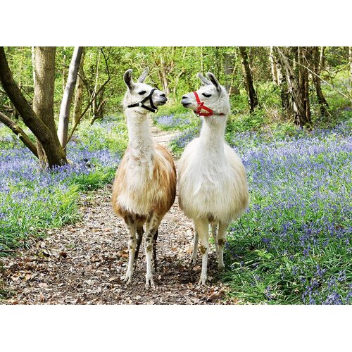 Ravensburger - Llama Love Puzzle 100pc